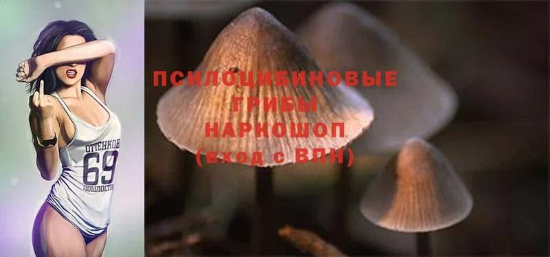 ссылка на мегу вход  Камызяк  Галлюциногенные грибы MAGIC MUSHROOMS  как найти закладки 